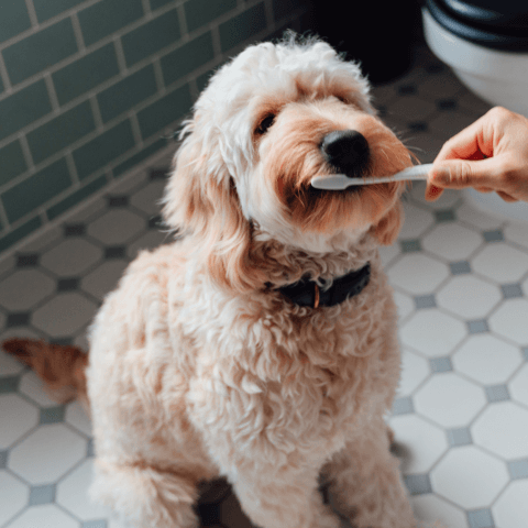 Image Link For Higiene dental canina: c&oacute;mo lavarle los dientes