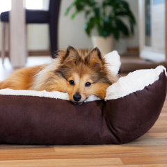 Image Link For Mi perro no duerme: &iquest;qu&eacute; puedo hacer?