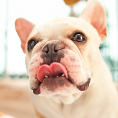 Image Link For &iquest;Qu&eacute; alimentos son buenos para los perros?
