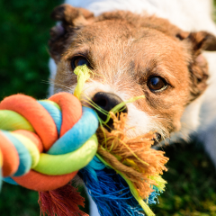 Image Link For &iquest;Juegos para perros? Mejora su salud f&iacute;sica y mental