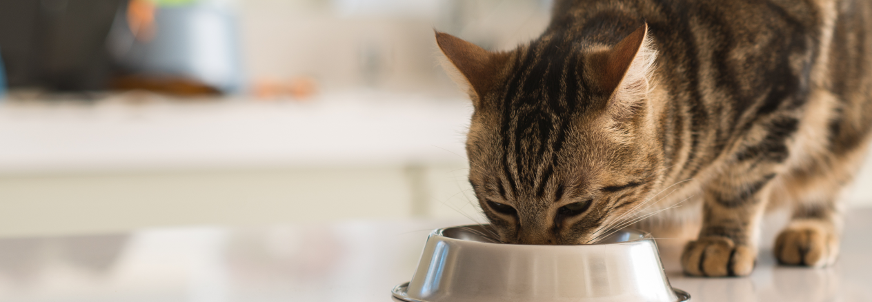Image Link For Propiedades de la comida para gatos esterilizados
