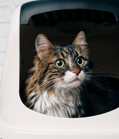 Image Link For La importancia del arenero del gato