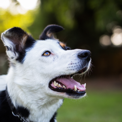 Image Link For Mi perro no me hace caso durante el paseo: &iquest;qu&eacute; puedo hacer?