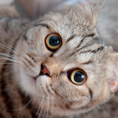 Image Link For C&oacute;mo interpretar el lenguaje de los gatos