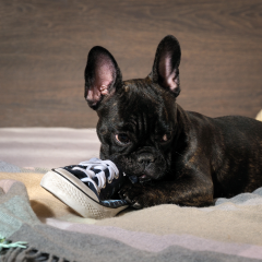 Image Link For C&oacute;mo educar a un cachorro, la gu&iacute;a definitiva