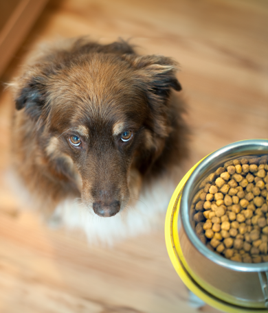 Image Link For Mi perro no come: Causas y soluciones