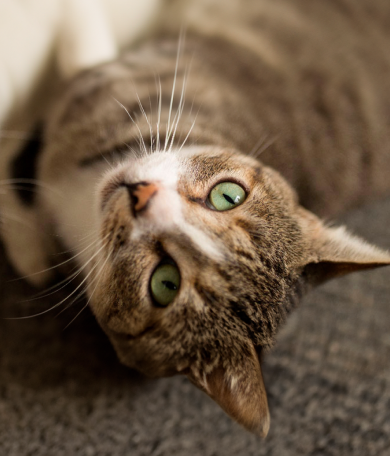 Image Link For C&oacute;mo introducir un gato nuevo en casa: 9 pasos para una buena adaptaci&oacute;n