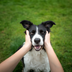 Image Link For C&oacute;mo limpiar los dientes a tu perro