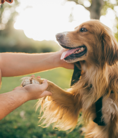 Image Link For Comportamiento del perro senior
