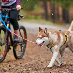 Image Link For Bikejoring: El deporte donde tu perro es un atleta