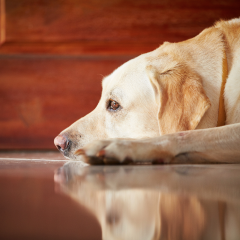 Image Link For Mi perro ladra cuando est&aacute; solo: &iquest;qu&eacute; puedo hacer?
