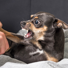 Image Link For Mi perro me gru&ntilde;e: &iquest;qu&eacute; puedo hacer?