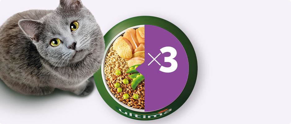 Banni&egrave;re de croquettes pour chat avec gamelle