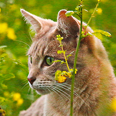 Image Link For Probl&egrave;mes rencontr&eacute;s au printemps chez le chat
