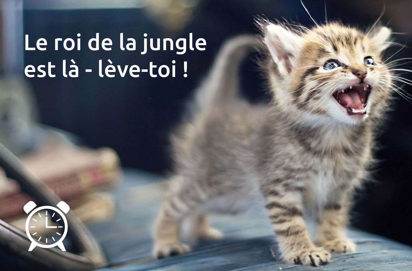 Chat qui miaule