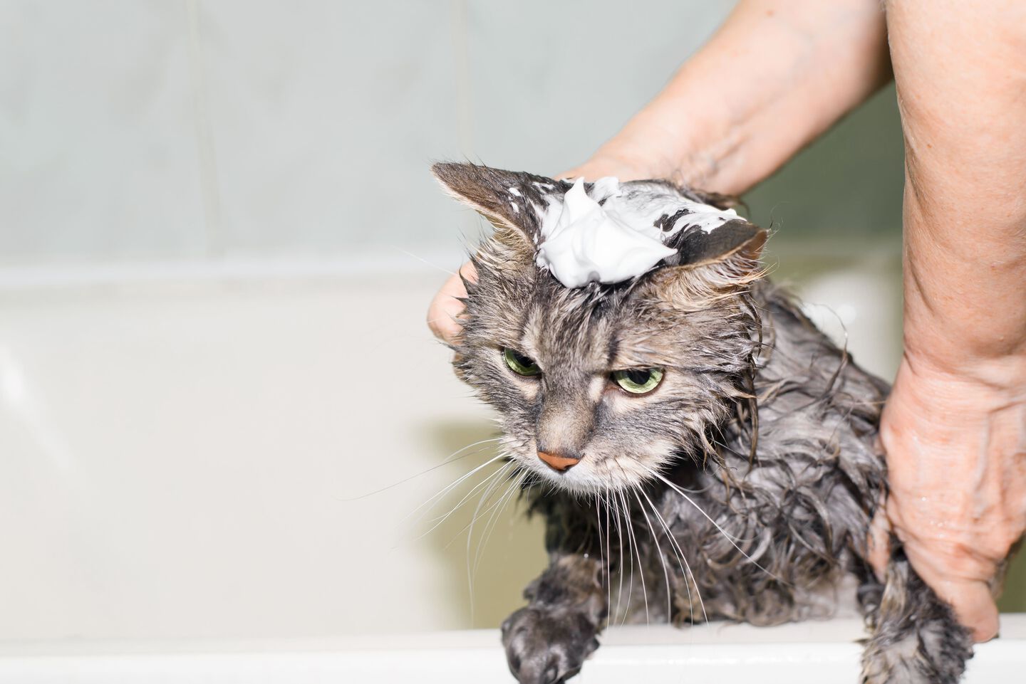 Image d&rsquo;un chat en train d&rsquo;&ecirc;tre baign&eacute;