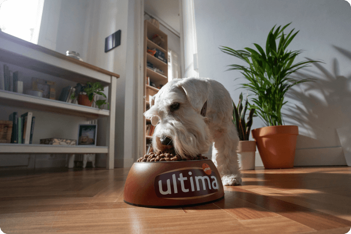 chien qui mange