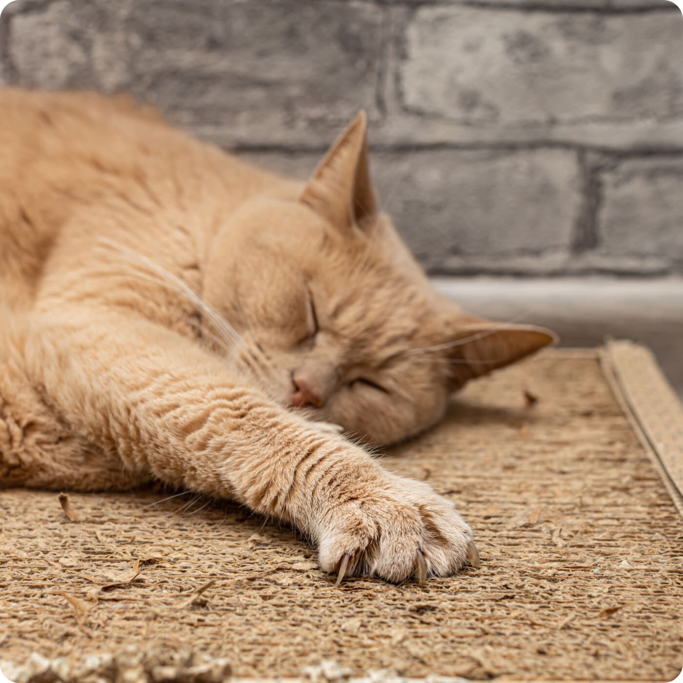 chat endormi