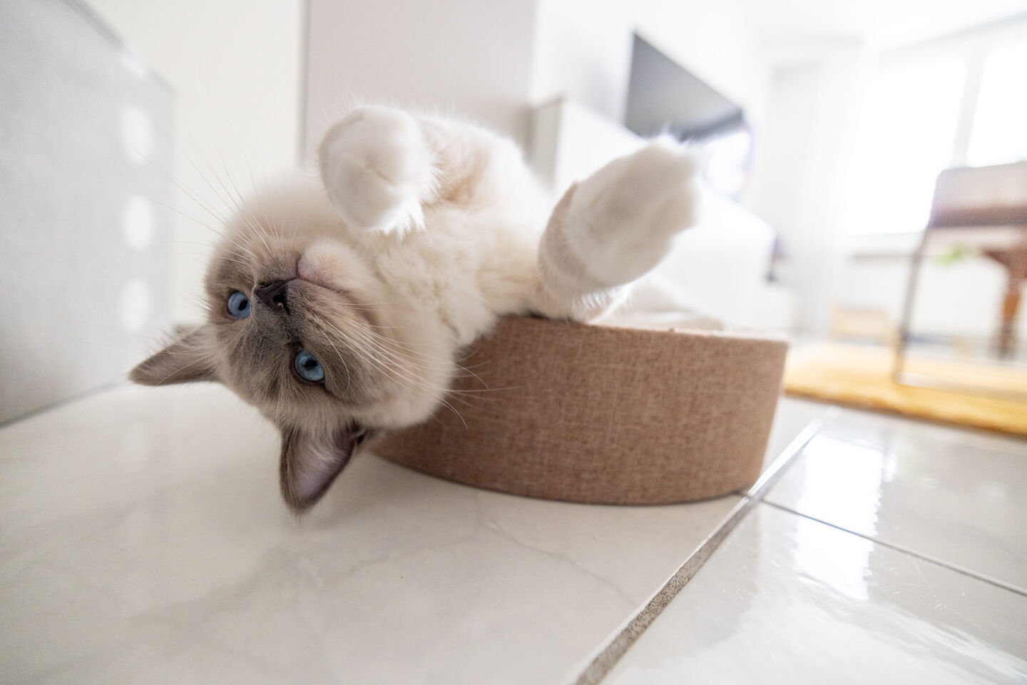 Chat couch&eacute; face vers le haut sur le sol