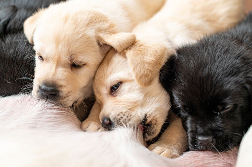 Chiots t&eacute;tant leur m&egrave;re