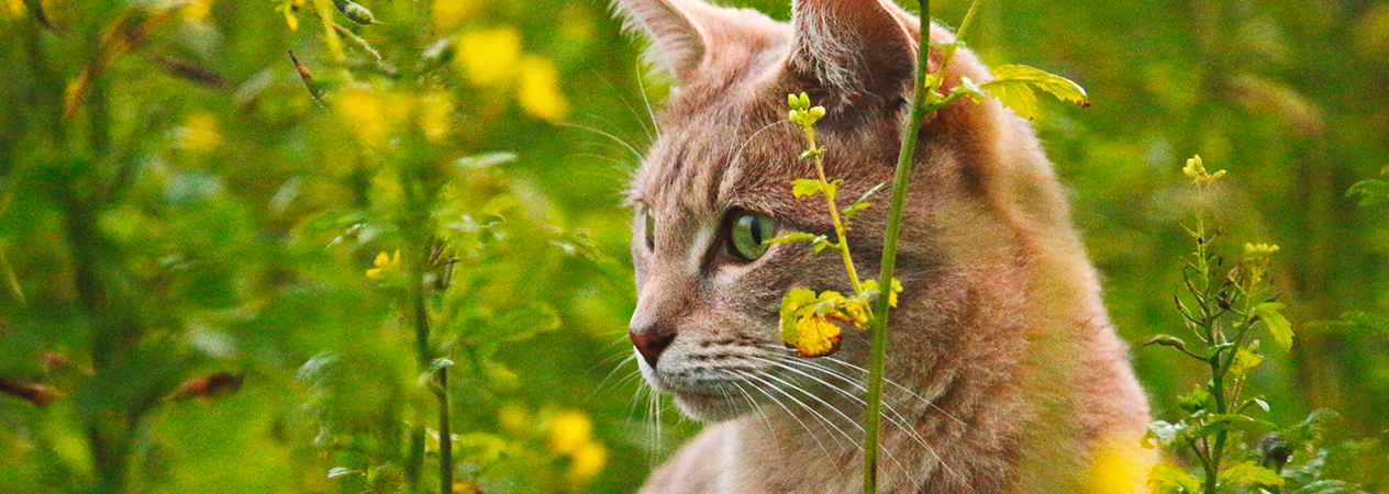 chat parmi les fleurs