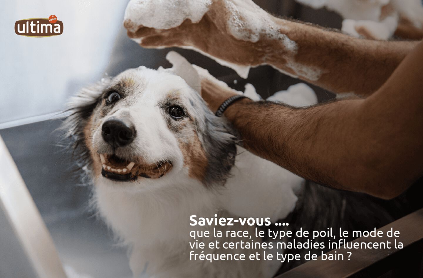 Image d&rsquo;un chien moyen marron et blanc dans la baignoire. Texte : &ldquo;Saviez-vous que la race, le type de poil, le mode de vie et certaines maladies influencent la fr&eacute;quence et le type de bain ?&rdquo;
