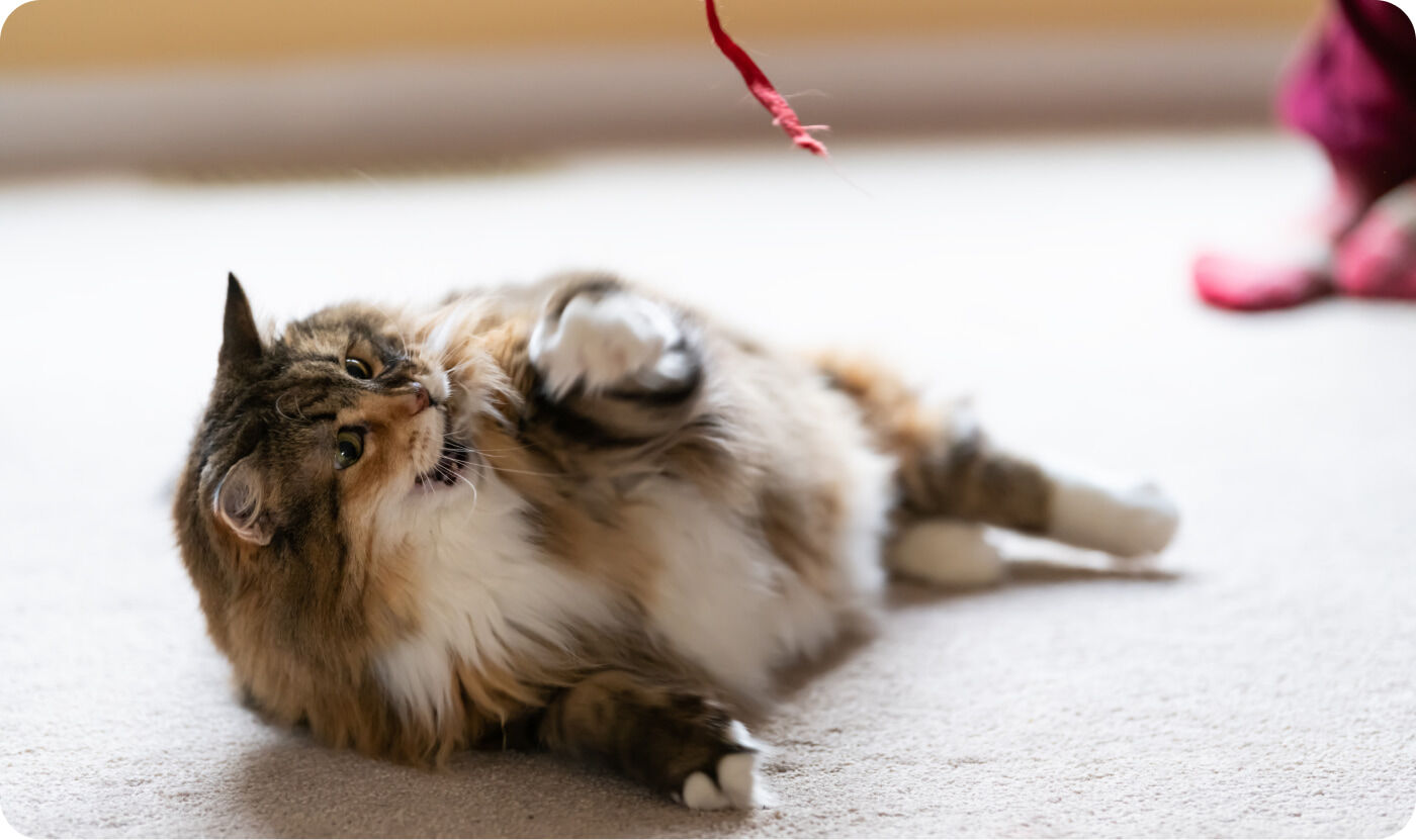 Cons&eacute;quences du surpoids de votre chat