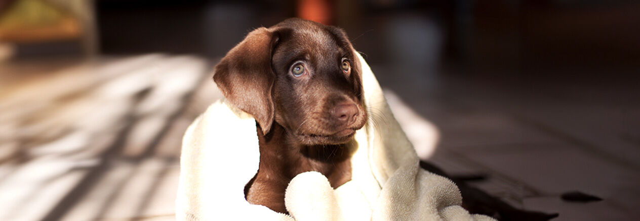 Comment baigner un chiot ?