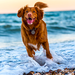 Image Link For Profiter de la plage avec votre chien