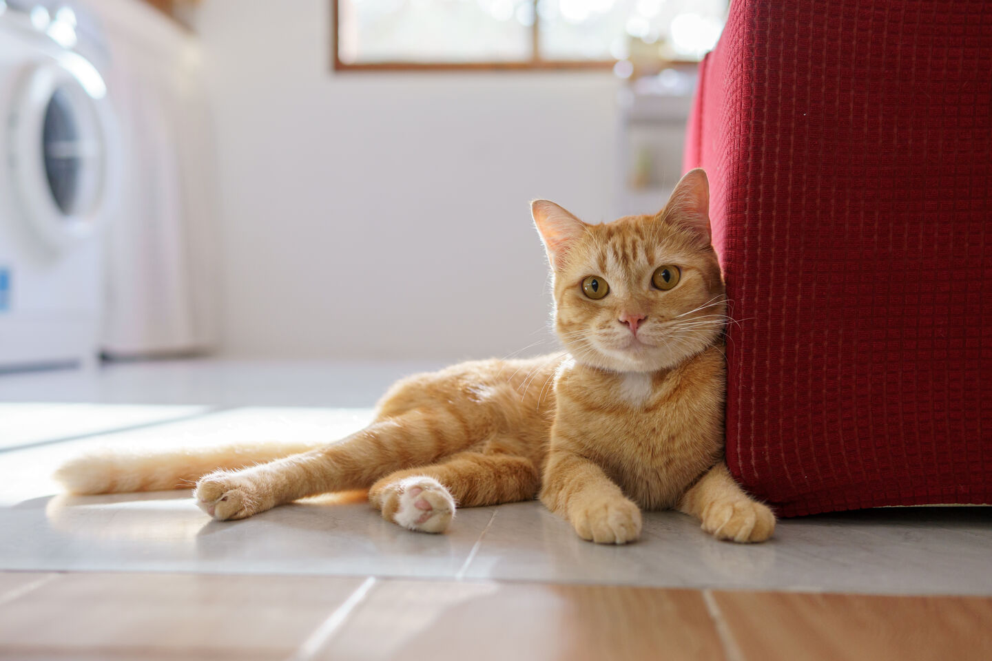 choisir le nom id&eacute;al de votre chat 