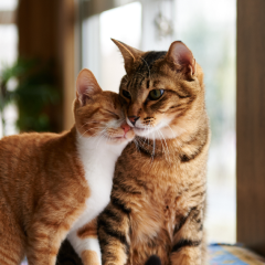 Image Link For G&eacute;rer les premi&egrave;res chaleurs du chat