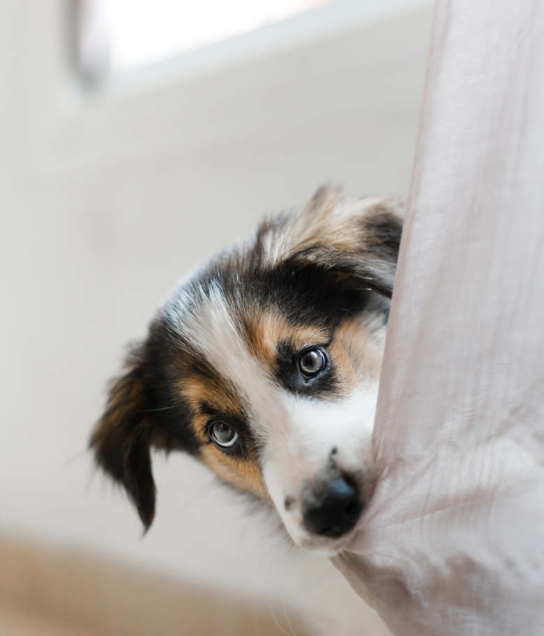 Image Link For Comment bien &eacute;duquer un chiot ?