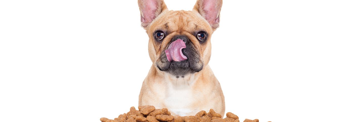 l&rsquo;alimentation de son bouledogue fran&ccedil;ais