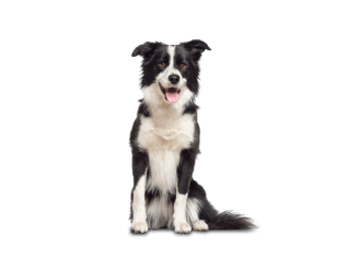 Border collie