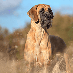 Image Link For Races de grands chiens
