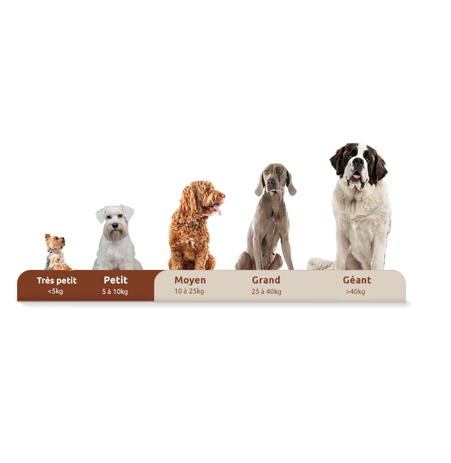 diff&eacute;rentes tailles de chiens
