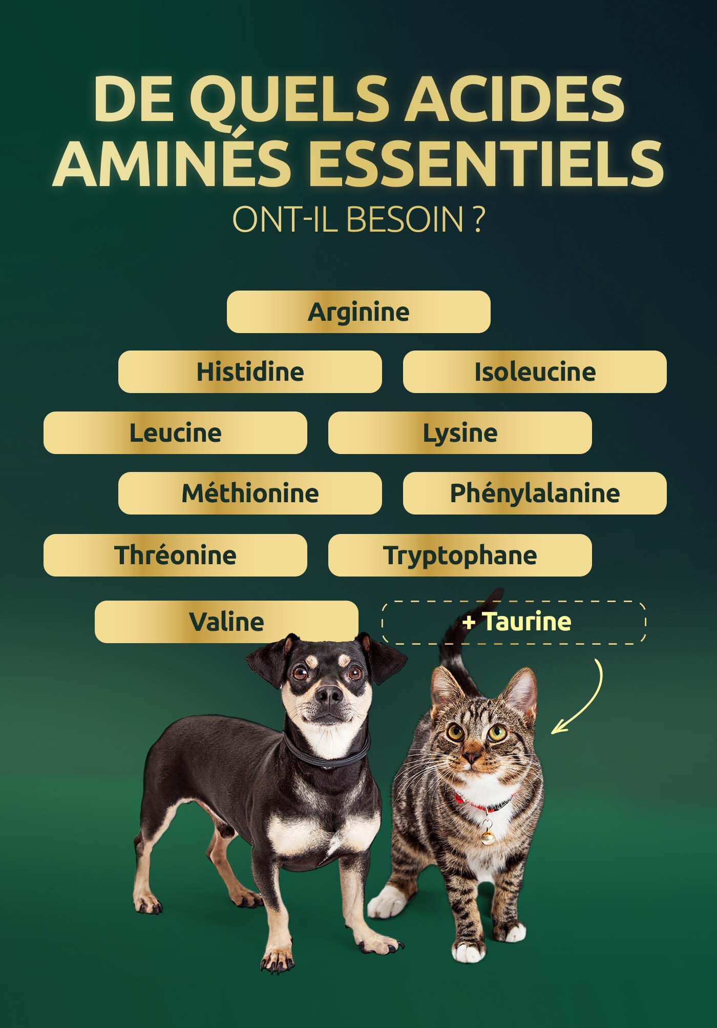 Acides amin&eacute;s pour chats et chiens