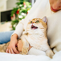 Image Link For Pourquoi votre chat couine ou miaule ?