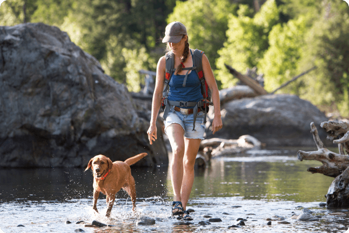 Voyager avec un chien