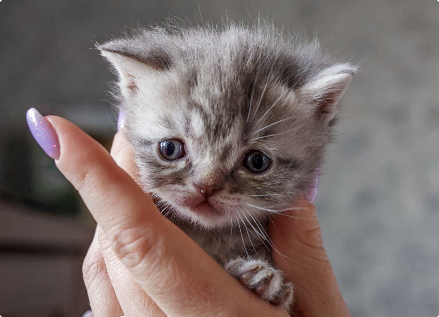 Comment tenir votre chaton nouveau-n&eacute;