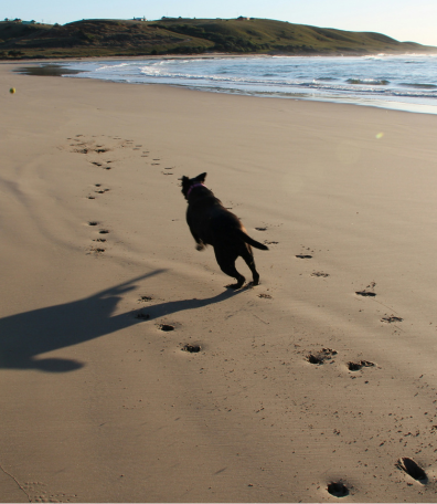 Image Link For Plages autoris&eacute;es aux chiens : carte compl&egrave;te 