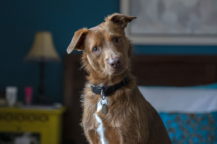 Chien regardant droit devant lui avec la t&ecirc;te inclin&eacute;e