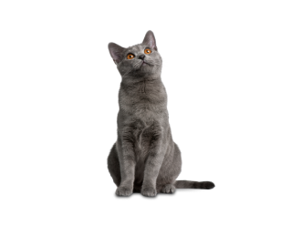 Chartreux