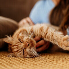 Image Link For Hygi&egrave;ne et soins de votre chat : conseils cl&eacute;s