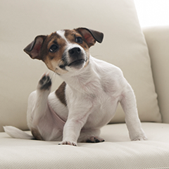 Image Link For Puces et tiques chez le chien : agir vite