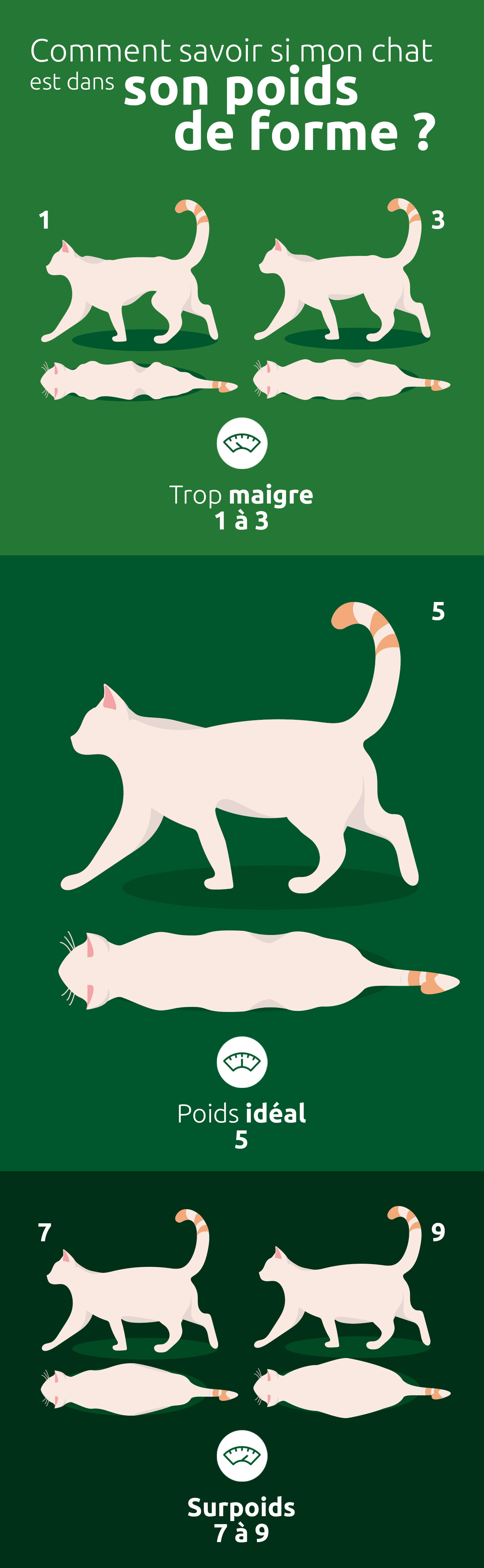 Comment savoir si mon chat a son poids id&eacute;al ?