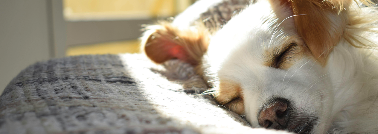 le sommeil de votre chien