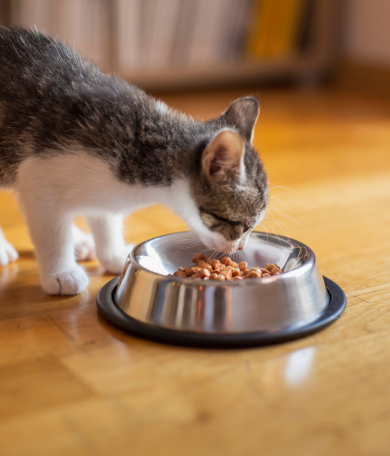 Image Link For &Agrave; quel &acirc;ge un chaton mange-t-il seul ?