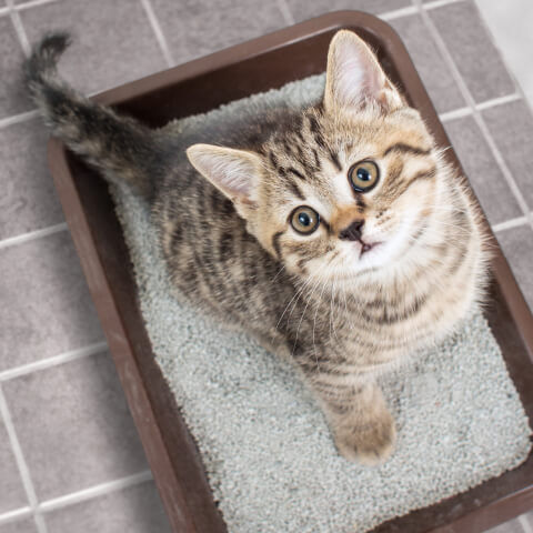 Image Link For La liti&egrave;re parfaite pour votre chat