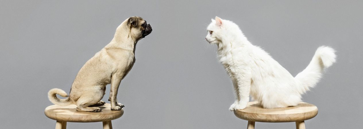 chat et chien regardant